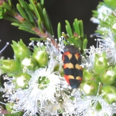 Castiarina sexplagiata at Black Mountain - 14 Nov 2023