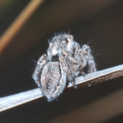 Maratus calcitrans (Kicking peacock spider) at Canberra Central, ACT - 14 Nov 2023 by Harrisi