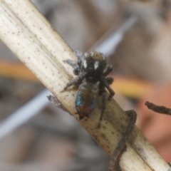 Maratus calcitrans at Black Mountain - suppressed