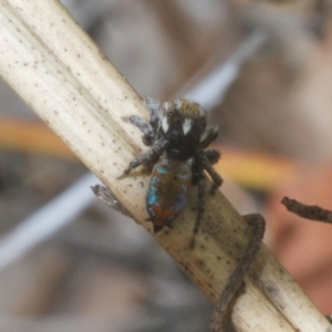 Maratus calcitrans at Black Mountain - 14 Nov 2023