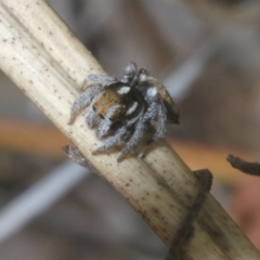 Maratus calcitrans at Black Mountain - 14 Nov 2023