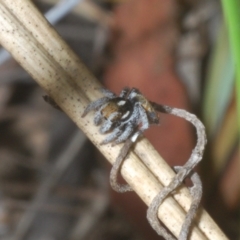 Maratus calcitrans at Black Mountain - 14 Nov 2023