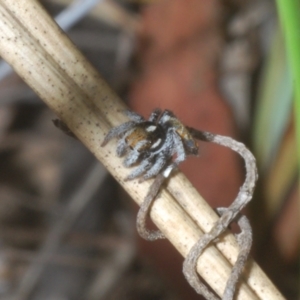 Maratus calcitrans at Black Mountain - 14 Nov 2023