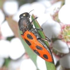 Castiarina octomaculata (A jewel beetle) at Denman Prospect 2 Estate Deferred Area (Block 12) - 15 Nov 2023 by Harrisi