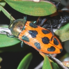 Castiarina octomaculata at Denman Prospect 2 Estate Deferred Area (Block 12) - 15 Nov 2023 06:41 PM