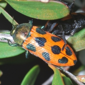 Castiarina octomaculata at Denman Prospect 2 Estate Deferred Area (Block 12) - 15 Nov 2023 06:41 PM