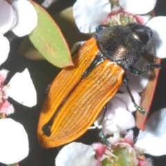 Castiarina subpura (A jewel beetle) at Denman Prospect 2 Estate Deferred Area (Block 12) - 15 Nov 2023 by Harrisi