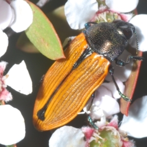 Castiarina subpura at Denman Prospect 2 Estate Deferred Area (Block 12) - 15 Nov 2023 06:43 PM