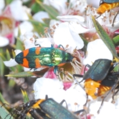 Castiarina watkinsi (Watkins' Castiarina jewel beetle) at Tinderry Mountains - 16 Nov 2023 by Harrisi