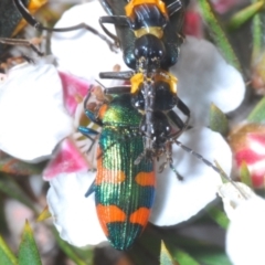 Castiarina watkinsi at Tinderry Mountains - suppressed