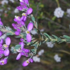 Comesperma retusum at Tinderry Mountains - 16 Nov 2023 02:53 PM