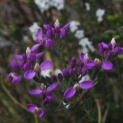 Comesperma retusum at Tinderry Mountains - 16 Nov 2023 02:53 PM