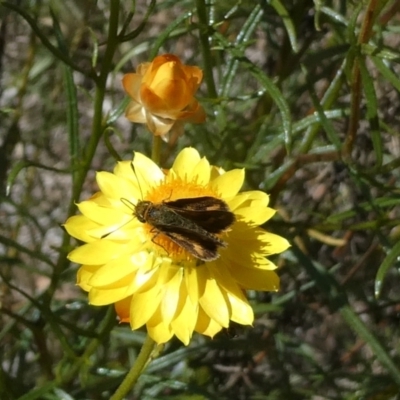 Taractrocera papyria (White-banded Grass-dart) at Emu Creek - 15 Nov 2023 by JohnGiacon