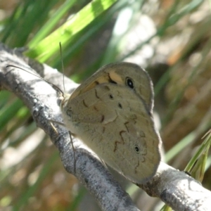 Heteronympha merope at Emu Creek - 15 Nov 2023 03:00 PM