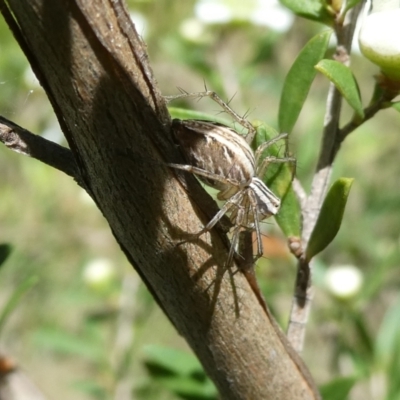 Oxyopes sp. (genus) (Lynx spider) at Emu Creek - 15 Nov 2023 by JohnGiacon