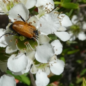 Phyllotocus sp. (genus) at Emu Creek Belconnen (ECB) - 15 Nov 2023