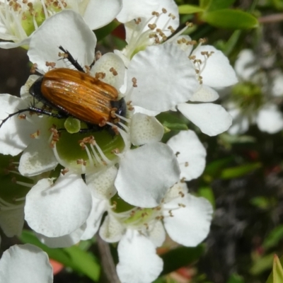 Phyllotocus rufipennis (Nectar scarab) at Emu Creek Belconnen (ECB) - 15 Nov 2023 by JohnGiacon