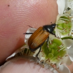 Phyllotocus sp. (genus) at Emu Creek Belconnen (ECB) - 15 Nov 2023