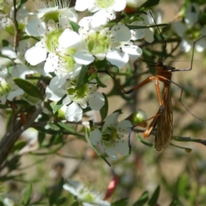 Harpobittacus australis at Emu Creek - 15 Nov 2023