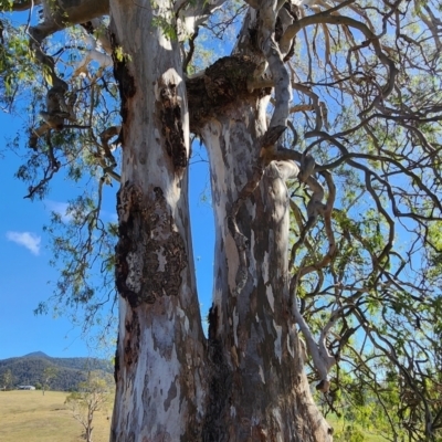 Eucalyptus tereticornis subsp. tereticornis (Forest Red Gum) at Morans Crossing, NSW - 16 Nov 2023 by Steve818