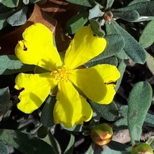 Hibbertia obtusifolia at Yaouk, NSW - 5 Nov 2023