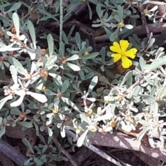 Hibbertia obtusifolia at Yaouk, NSW - suppressed