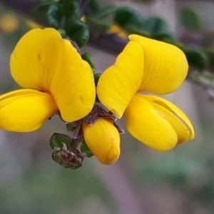 Bossiaea foliosa at Yaouk, NSW - 5 Nov 2023