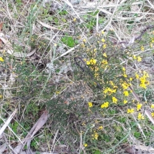 Bossiaea foliosa at Yaouk, NSW - 5 Nov 2023