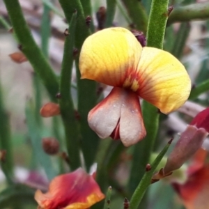 Bossiaea riparia at Yaouk, NSW - 5 Nov 2023