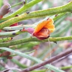 Bossiaea riparia at Yaouk, NSW - 5 Nov 2023