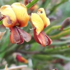 Bossiaea riparia at Yaouk, NSW - 5 Nov 2023