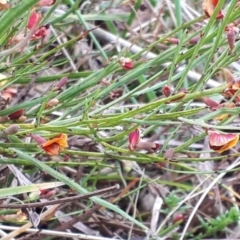 Bossiaea riparia at Yaouk, NSW - 5 Nov 2023