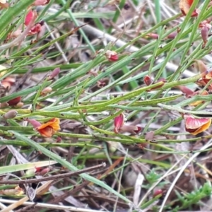 Bossiaea riparia at Yaouk, NSW - 5 Nov 2023