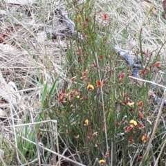 Bossiaea riparia at Yaouk, NSW - 5 Nov 2023