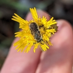 Lasioglossum (Chilalictus) lanarium (Halictid bee) at Phillip, ACT - 17 Nov 2023 by stofbrew