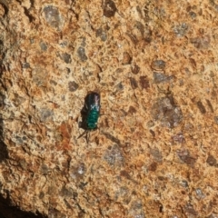 Chrysididae (family) (Cuckoo wasp or Emerald wasp) at Phillip, ACT - 26 Oct 2023 by stofbrew
