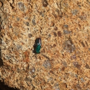 Chrysididae (family) at Phillip, ACT - 26 Oct 2023