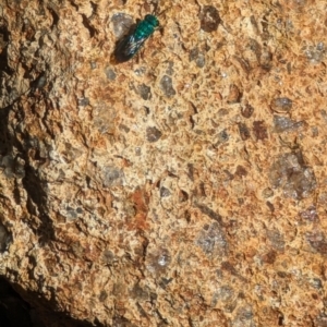 Chrysididae (family) at Phillip, ACT - 26 Oct 2023