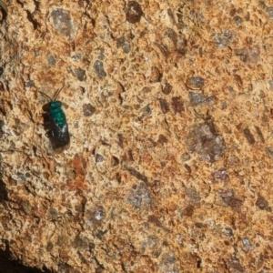 Chrysididae (family) at Phillip, ACT - 26 Oct 2023