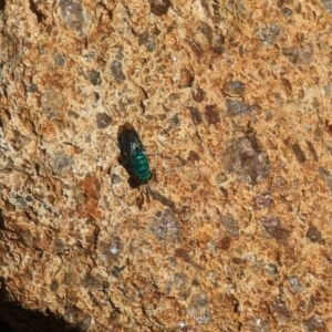 Chrysididae (family) at Phillip, ACT - 26 Oct 2023