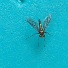 Heteropsilopus sp. (genus) (A long legged fly) at Phillip, ACT - 27 Oct 2023 by stofbrew