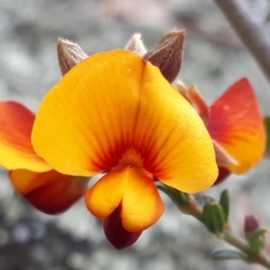 Mirbelia oxylobioides at Yaouk, NSW - 5 Nov 2023