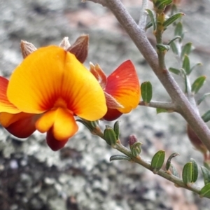 Mirbelia oxylobioides at Yaouk, NSW - 5 Nov 2023