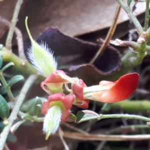 Mirbelia oxylobioides at Yaouk, NSW - 5 Nov 2023