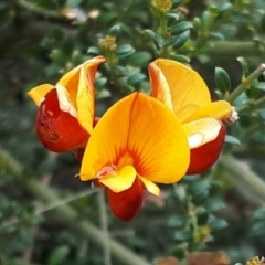 Mirbelia oxylobioides at Yaouk, NSW - 5 Nov 2023