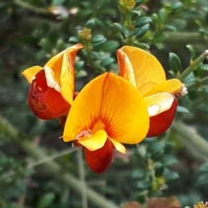 Mirbelia oxylobioides at Yaouk, NSW - 5 Nov 2023