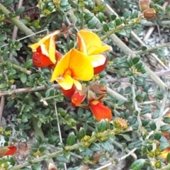 Mirbelia oxylobioides at Yaouk, NSW - 5 Nov 2023