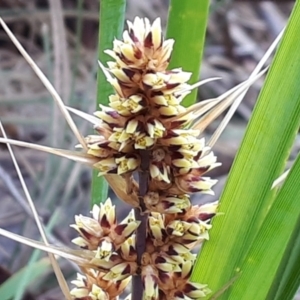 Lomandra longifolia at Yaouk, NSW - 5 Nov 2023