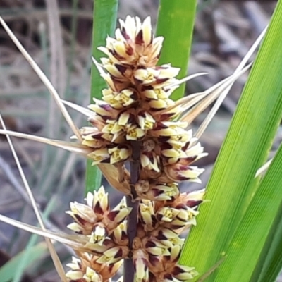 Lomandra longifolia (Spiny-headed Mat-rush, Honey Reed) at Yaouk, NSW - 5 Nov 2023 by JARS