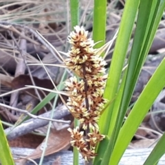 Lomandra longifolia at Yaouk, NSW - 5 Nov 2023